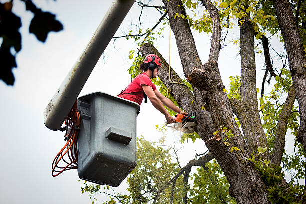 Trusted Jamestown West, NY Tree Removal and Landscaping Services Experts